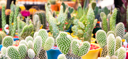 cactuses of various  in the flower marketの写真素材