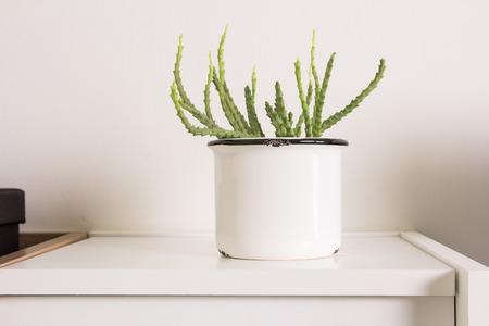 Cactus in white potの写真素材