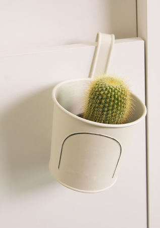 Cactus in white potの写真素材