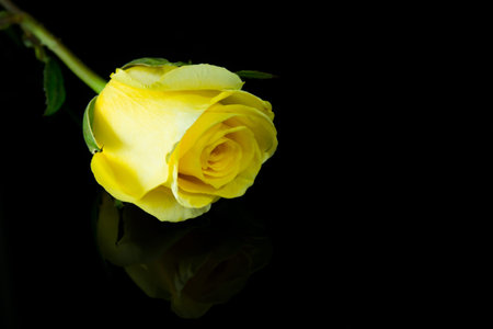 Rose on black backgroundの写真素材