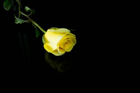 Rose on black backgroundの写真素材