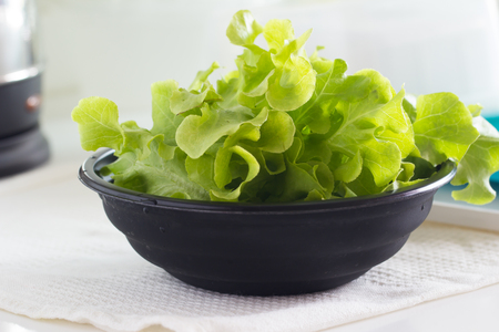 Green oak lettuce vegetableの写真素材