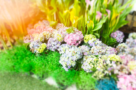 hydrangea coral in the gardenの写真素材