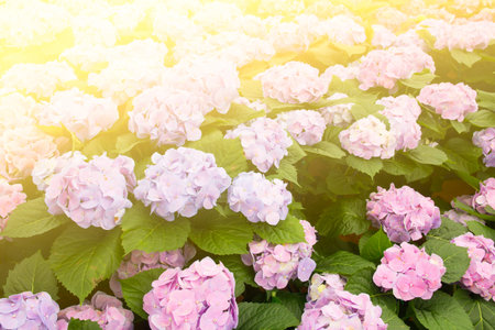 Hydrangea flower background.(Hortensia flower)の写真素材