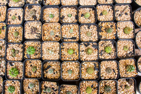 cactus in potの写真素材