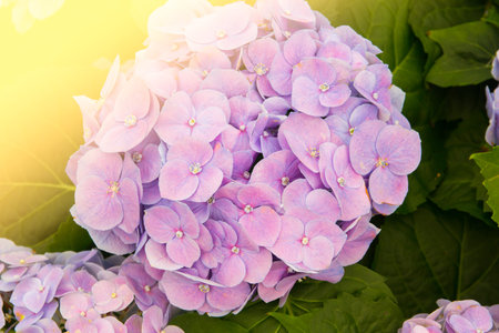 Hydrangea flower background.(Hortensia flower)