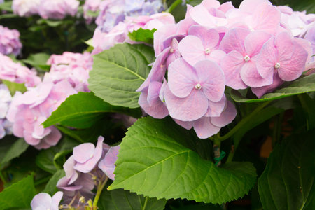 Hydrangea flower background.(Hortensia flower)