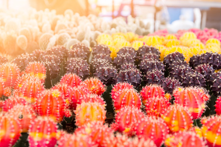 cactus in potの写真素材