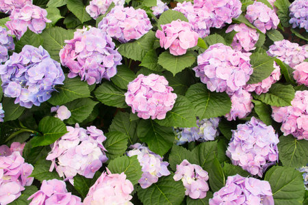 Hydrangea flower background.(Hortensia flower)