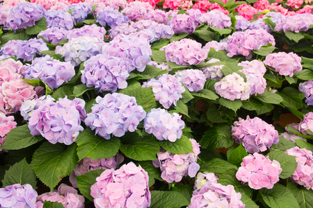 Hydrangea flower background.(Hortensia flower)の写真素材