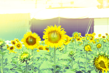 Sunflowers in the gardenの写真素材