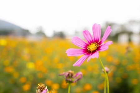 Pink cosmos flower blooming in the fieldの写真素材