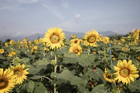 Beautiful sunflower field landscapeの写真素材