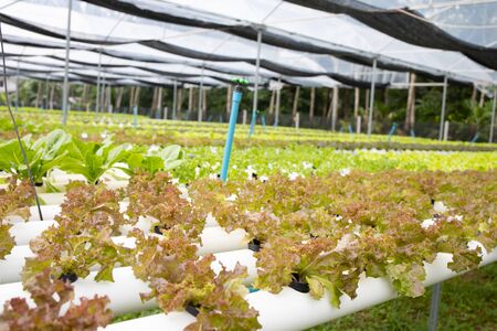 Organic hydroponic fresh vegetable farm.の写真素材