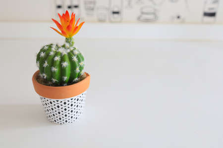 Beautiful cactus on a white tableの写真素材