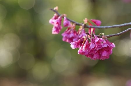 Sakura,Cherry blossom in Japanの写真素材