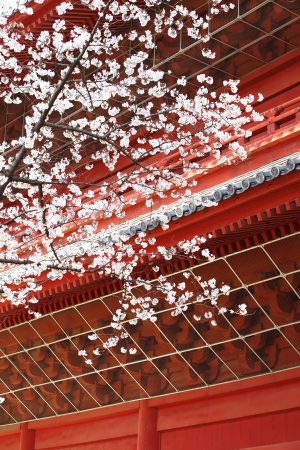 Sakura (Japanese Cherry Blossom)の写真素材