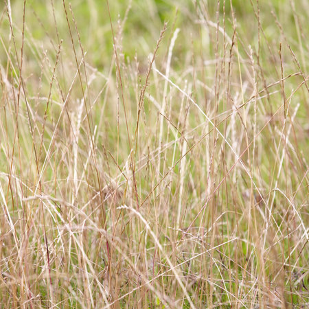 Field of grass 