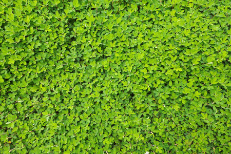 Green leave texture 