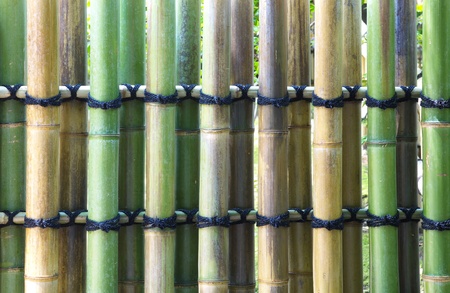 bamboo fence の写真素材