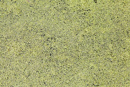 Duckweed 