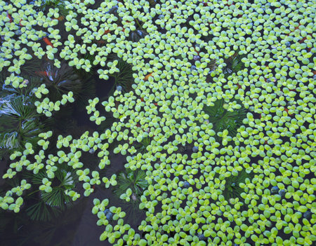 Duckweed covered on the water surface 