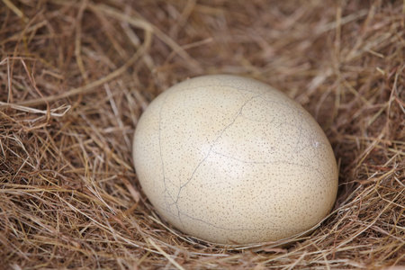 Ostrich eggs 