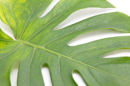 Single isolated leaf on a white