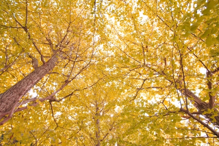 Autumn trees with yellow leaves in a forest or parkの写真素材