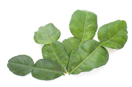 Kaffir lime leaves の写真素材