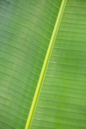 green fresh banana leaf background and textureの写真素材