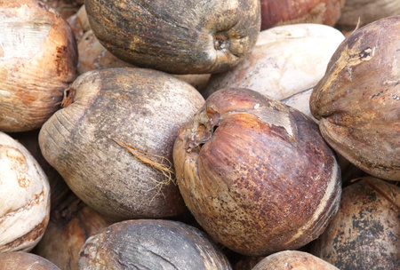 close - up of Fresh Organic Brown Coconut の写真素材