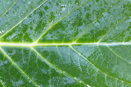 close - up natural background of green leaf 