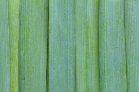 Close - up fresh green leek vegetableの写真素材