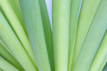 Close - up fresh green leek vegetableの写真素材