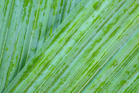 Close - up green leaf and water drop の写真素材