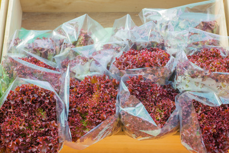 Red fresh lettuce in plastic bag for sale at marketの写真素材