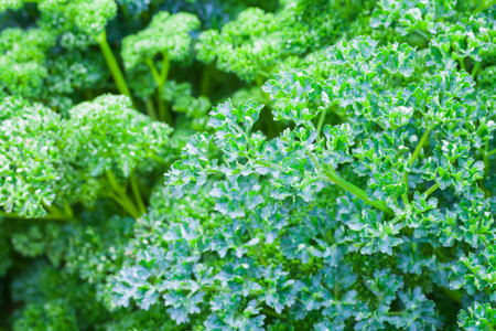 Close - up Bunch of fresh green curly parsleyの写真素材