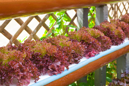Fresh red lettuce grown in hydroponic systems..の写真素材