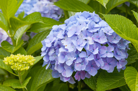 Beautiful Hydrangea macrophylla summer and autumn flowerの写真素材
