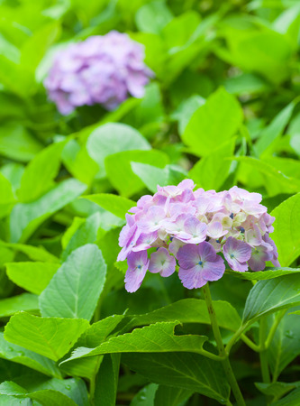Beautiful Hydrangea macrophylla summer and autumn flowerの写真素材