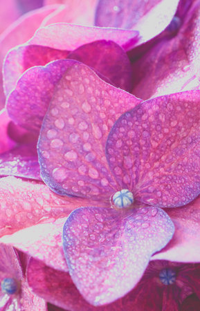 Close - up Hydrangea macrophylla summer and autumn flower