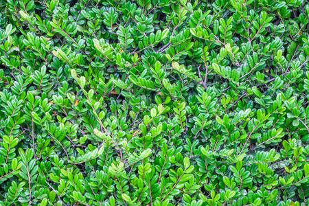 Background of green leaf in summer seasonの写真素材