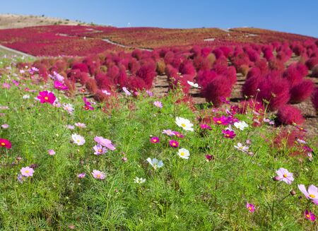 Beautiful Cosmoses field and kochias hill in autumn season at Hitachi seaside park , Ibaraki prefecture , Japanの写真素材