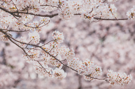 Close - up beautiful cherry blossom sakura flowerの写真素材