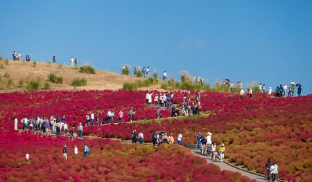 Beautiful kochias hill in autumn season at Hitachi seaside park , Ibaraki prefecture , Japanの写真素材