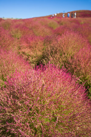 Beautiful kochias hill in autumn season at Hitachi seaside park , Ibaraki prefecture , Japan