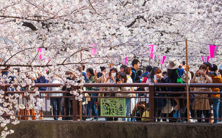 Beautiful sakura cherry blossom at Nakameguro Tokyo, Japanのeditorial素材