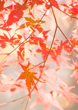 Beautiful red maple leaves and tree in autumn season