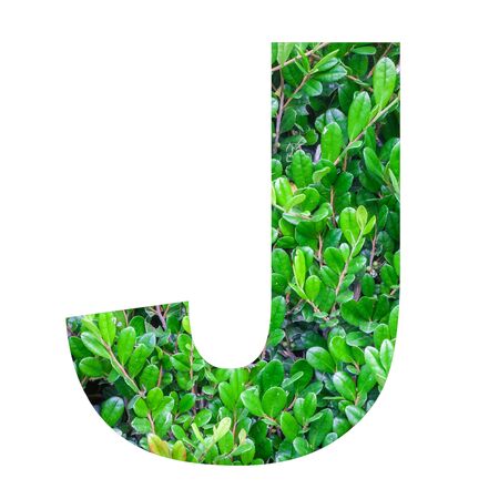 English alphabet letters with green leaf photo isolated on white backgroundの写真素材